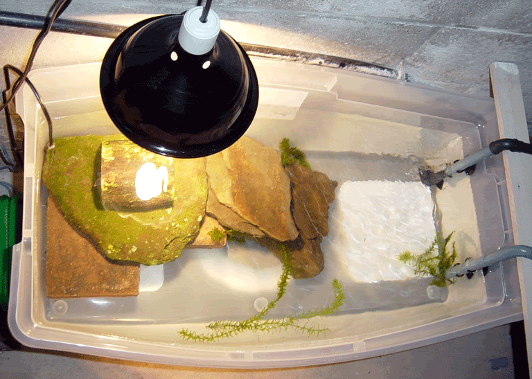 Turtle-Tank.gif