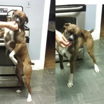 boxerpit.jpg