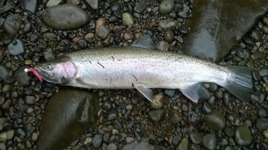 Steelhead_zpsvbyi2nsr.jpg
