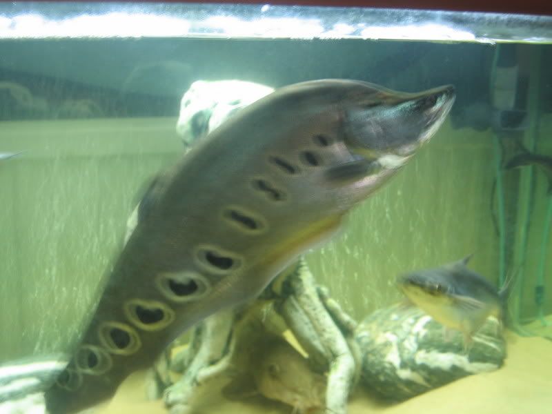 fishtank215.jpg