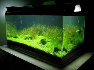 planted7.jpg