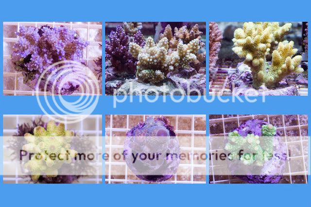 Acropora_Corals.jpg