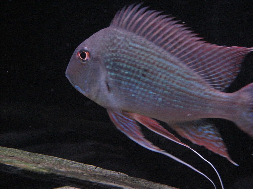 Fishtank018.jpg