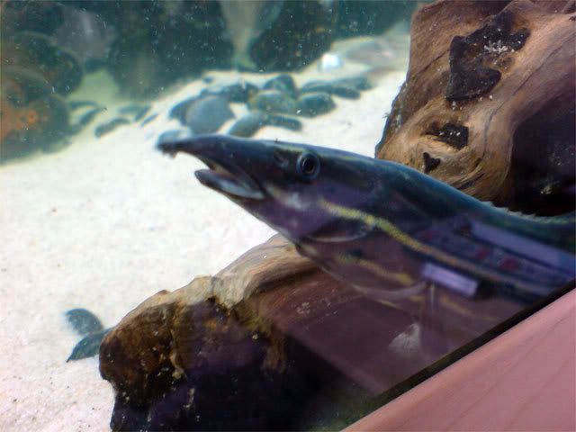 DSC00250-1.jpg