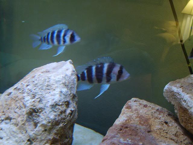 S5000100.jpg
