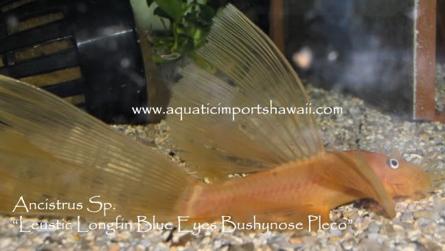 Luesticpleco6.jpg