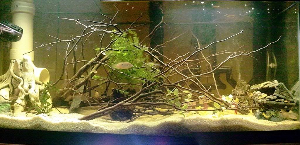 75GallonTankWeb_zpsa8e78ca6.jpg