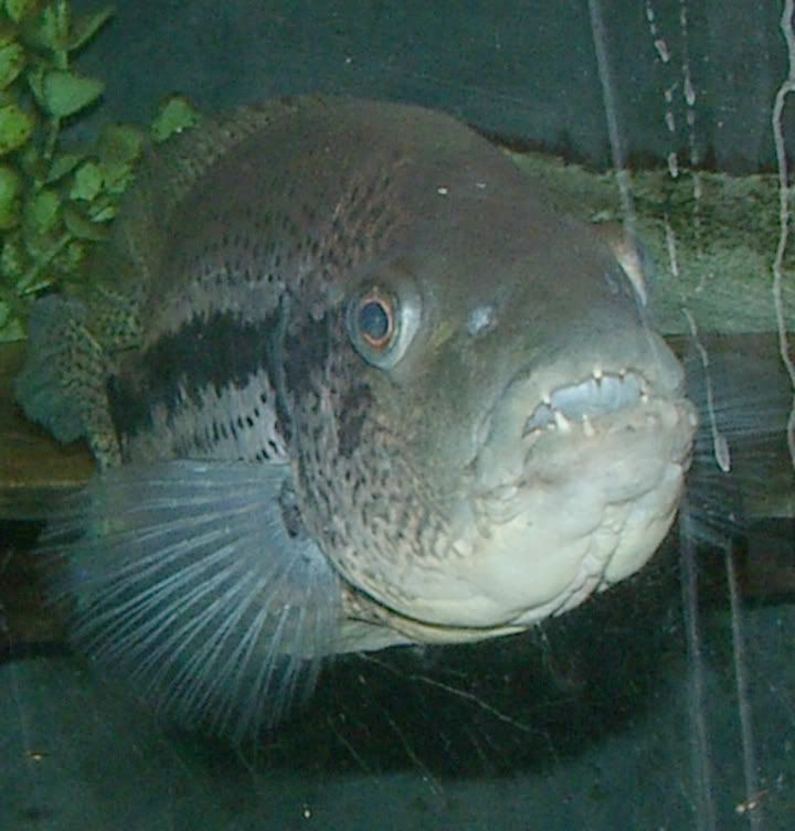 fish3212.jpg