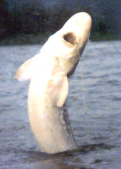 p1-Sturgeon250-350.jpg