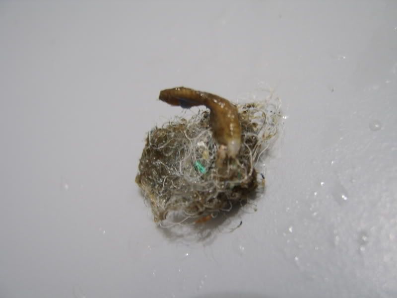 STA70874.jpg