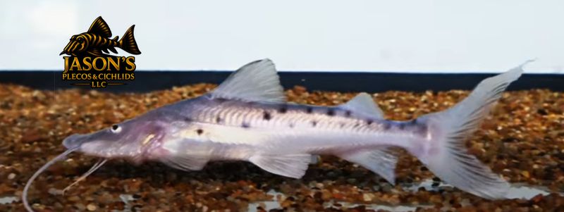 jasonsplecoscichlids.com