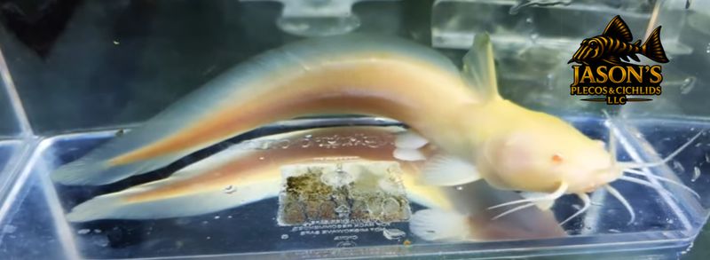 jasonsplecoscichlids.com