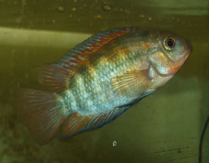 120509RainbowCichlid.jpg