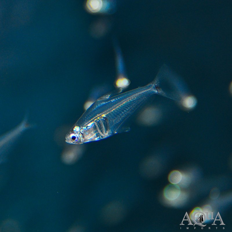 www.aqua-imports.com