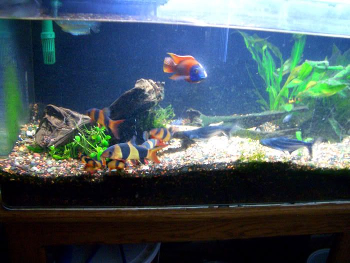 planted_tank3.jpg