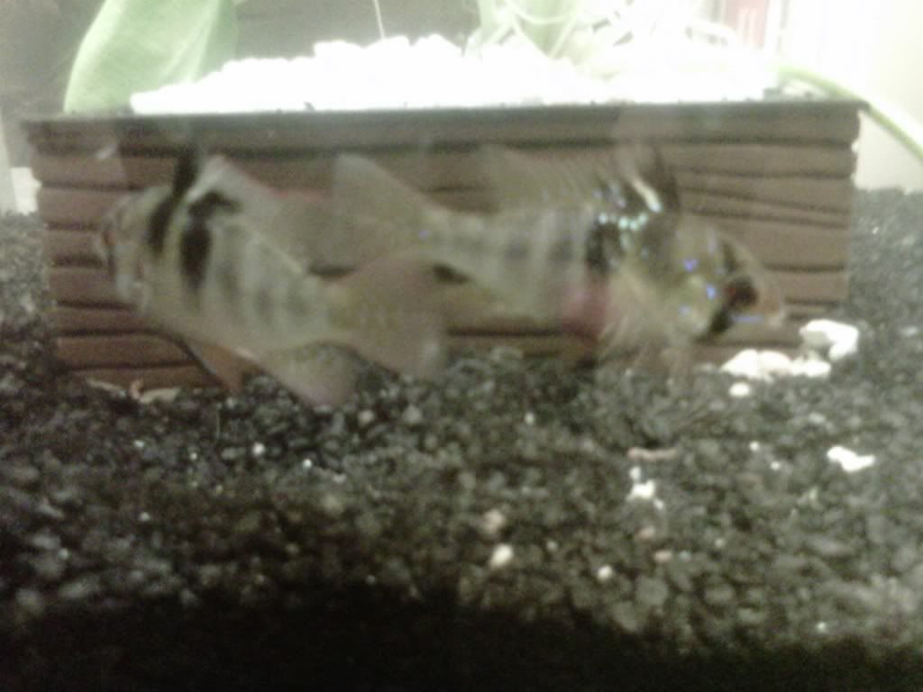IMG00060-20110303-2012.jpg