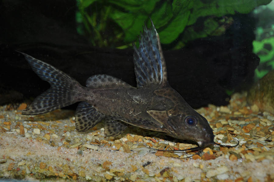 Synodontis_catfish_by_Siluriformes.jpg
