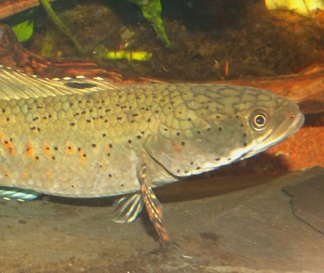 pulchra018.jpg