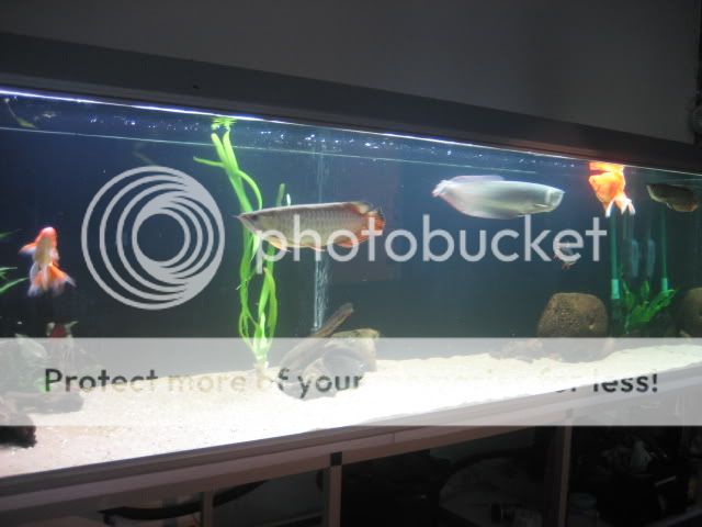 fisk087.jpg