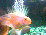 Parrot3.gif