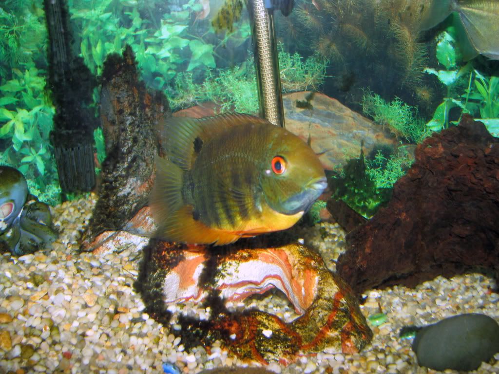 Picture018-1.jpg