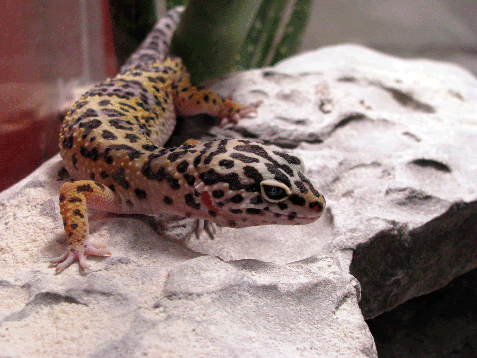 HY-Female5.gif
