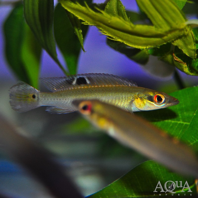 www.aqua-imports.com