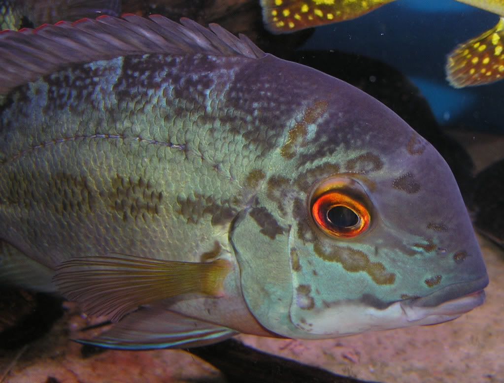 Hpsittacus_2110107_edited.jpg