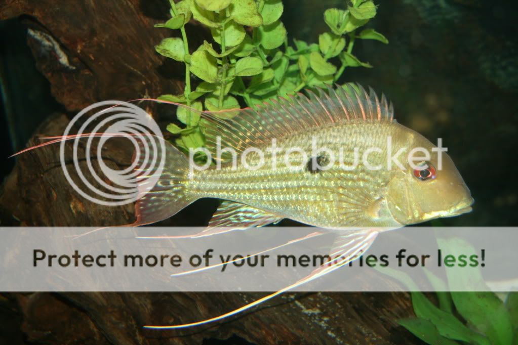 Geophagus_abalios_110609_02.jpg