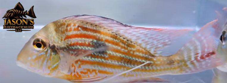 jasonsplecoscichlids.com