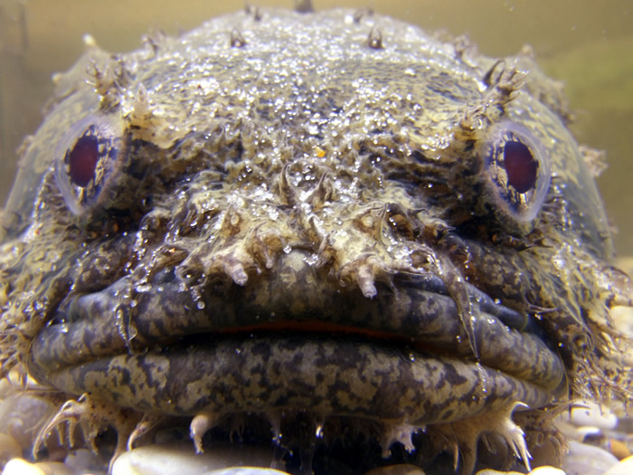 120509Toadfish.jpg