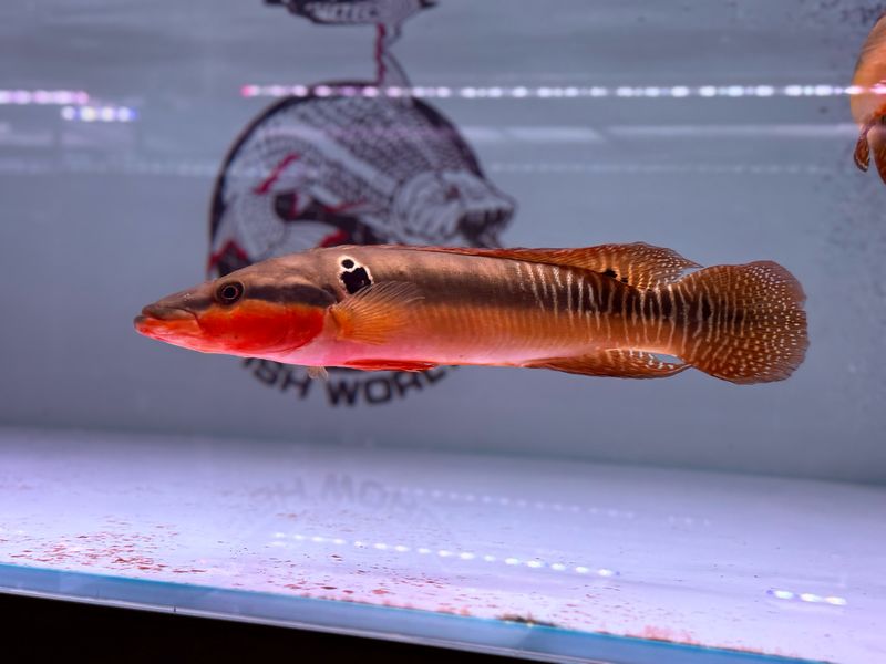 fishworld-aquarium.com