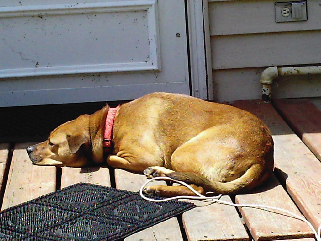 pets037.jpg