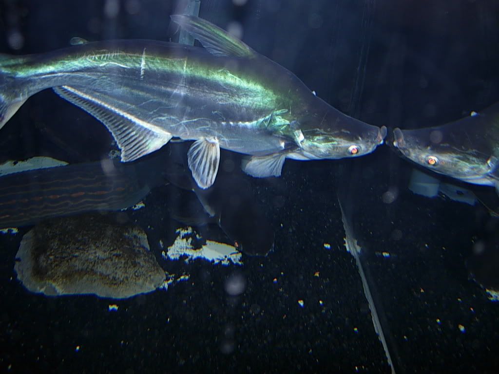 shark006.jpg