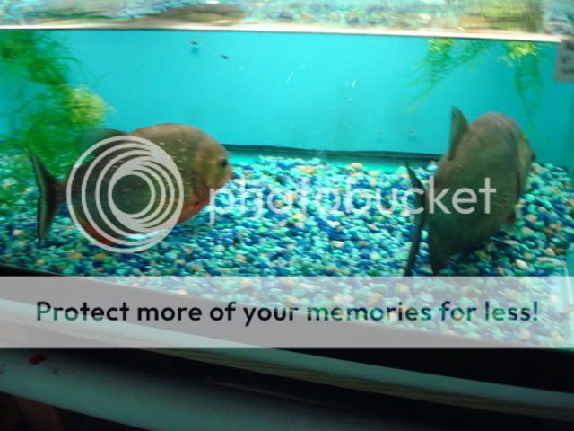 DSC05734-1.jpg