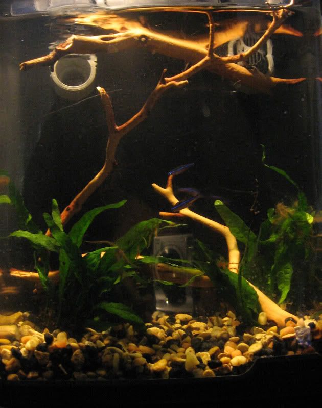neontank.jpg