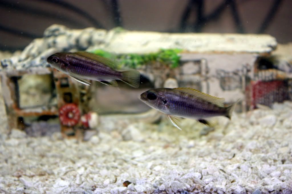 GephyrochromismooriiMsuli.jpg
