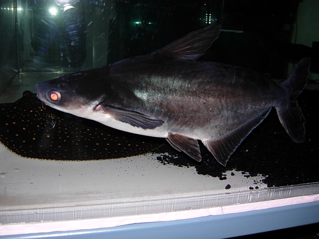 jaws013.jpg