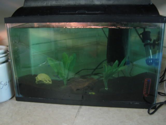fish013.jpg