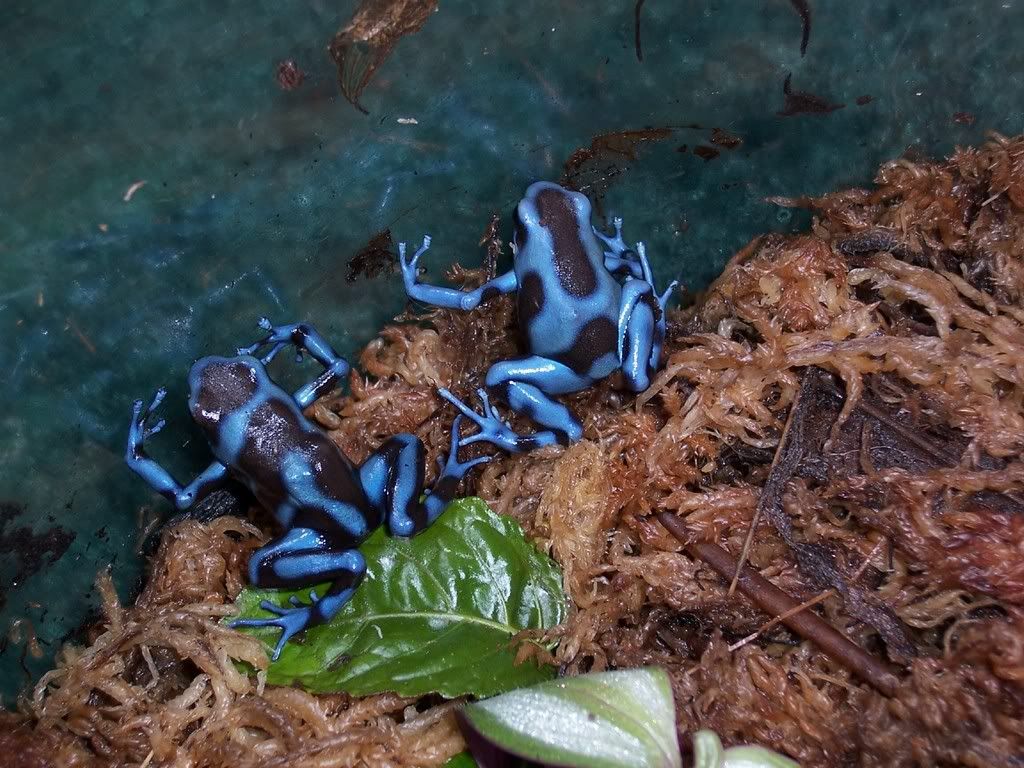 auratus1.jpg
