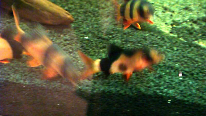 fishvideos011.jpg
