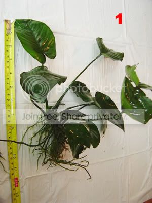 Anubias1.jpg