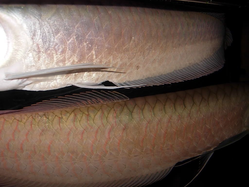 newpolys72408070.jpg