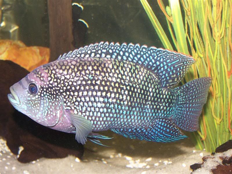 stevesfish436Medium.jpg