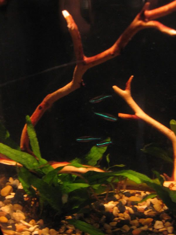 neontank2.jpg