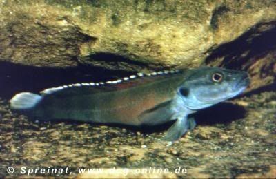 wa_140.jpg