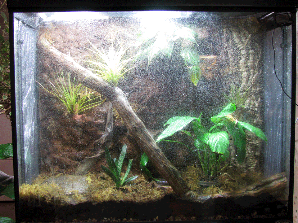 Crested-Tank3.gif