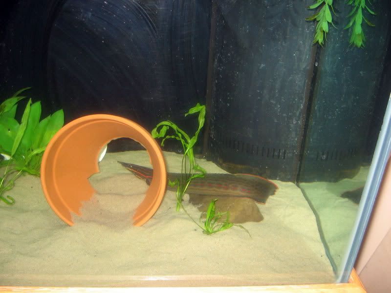 Fire-Eel-9.jpg