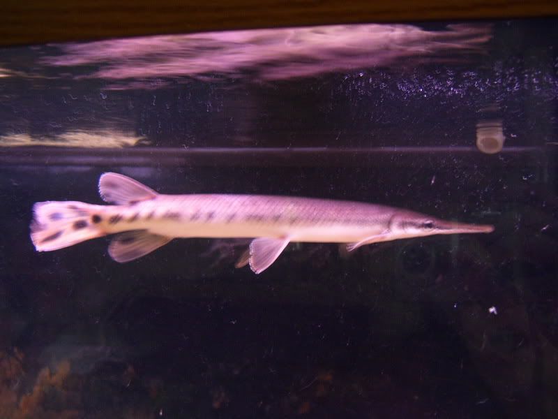 Gar001.jpg