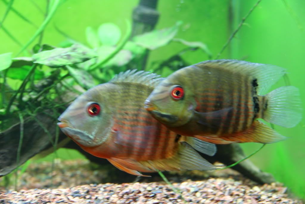 severums2.jpg
